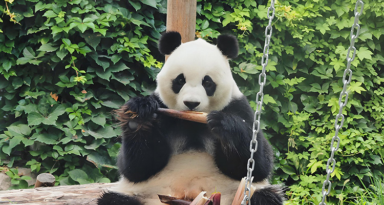 Beijing Zoo