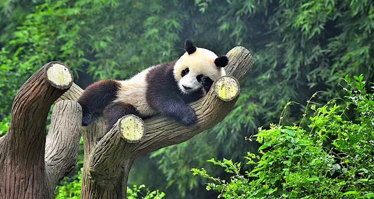 Chengdu – Panda Base